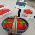 Zhongning daodi Goji berry low pesticide